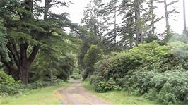 The long driveway from Mountain Lodge Youth Hostel that leads down to the road